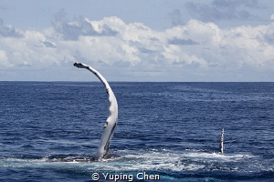 Big Fin & Small Fin/ VAVA'U, Tonga. by Yuping Chen 